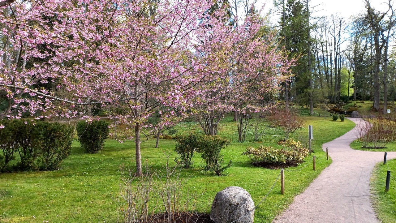 The Sakura tree in the spring season in Japani aed, Kadriorg, Tallinn.